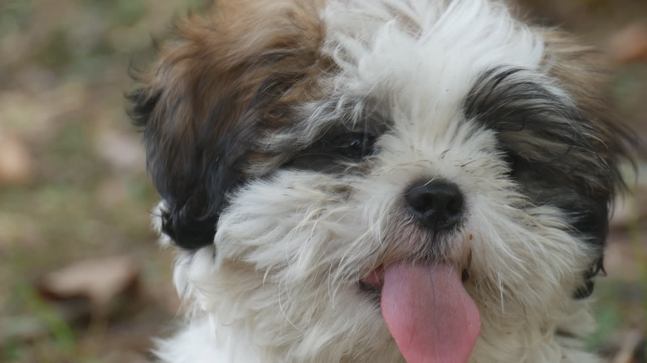 A Little Dog With The Tongue Out