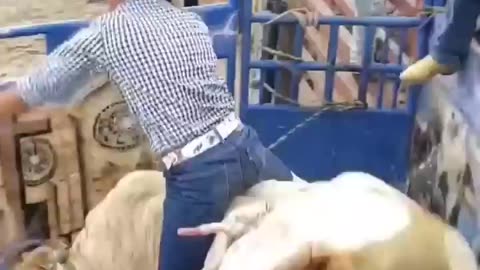 Jaripeo extremo | funny animals
