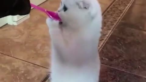 Funny Animals