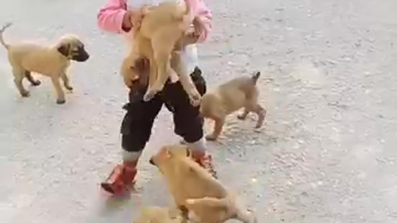 cute baby play with cute puppy🐕🐕🐕 #shorts #viral #comedy #puppy #dog #dogsaung