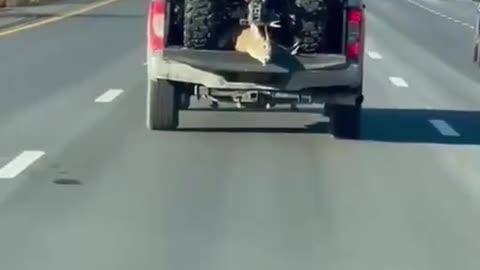 “Deer meat!” 😯🦌😩