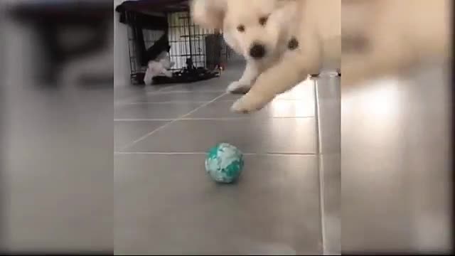 Baby Dogs - Cute and Funny Dog 3 | Aww Animals