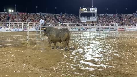 BFO Sikeston Bull Fight