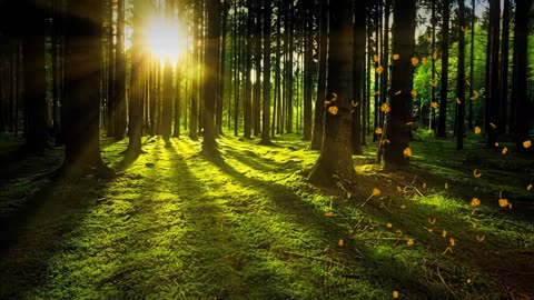 forest rainfall night