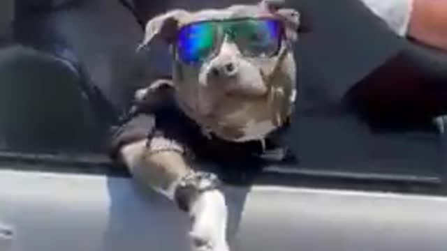 Dog Wearing Costume and Watch High Fives Woman While Sitting in Car's Passenger Seat