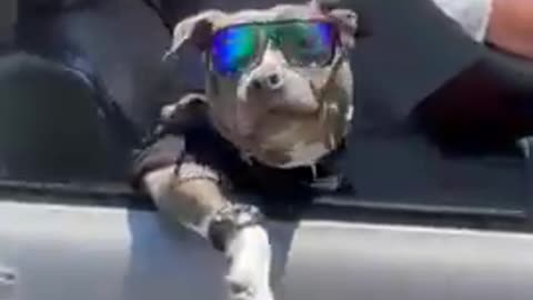 Dog Wearing Costume and Watch High Fives Woman While Sitting in Car's Passenger Seat
