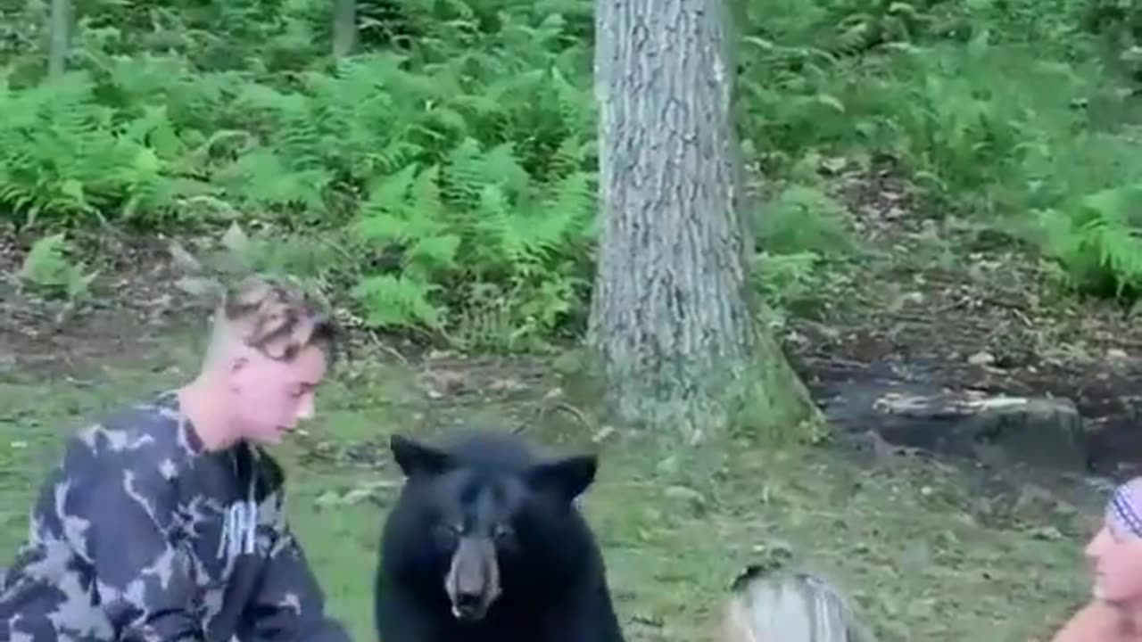 Black bear casually joins a family picnic