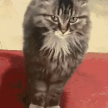 Cute Cat Gif! 🥰💗🐈