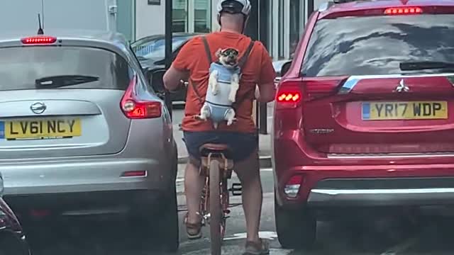 Dog with Hat and Sunglasses Rides on Back