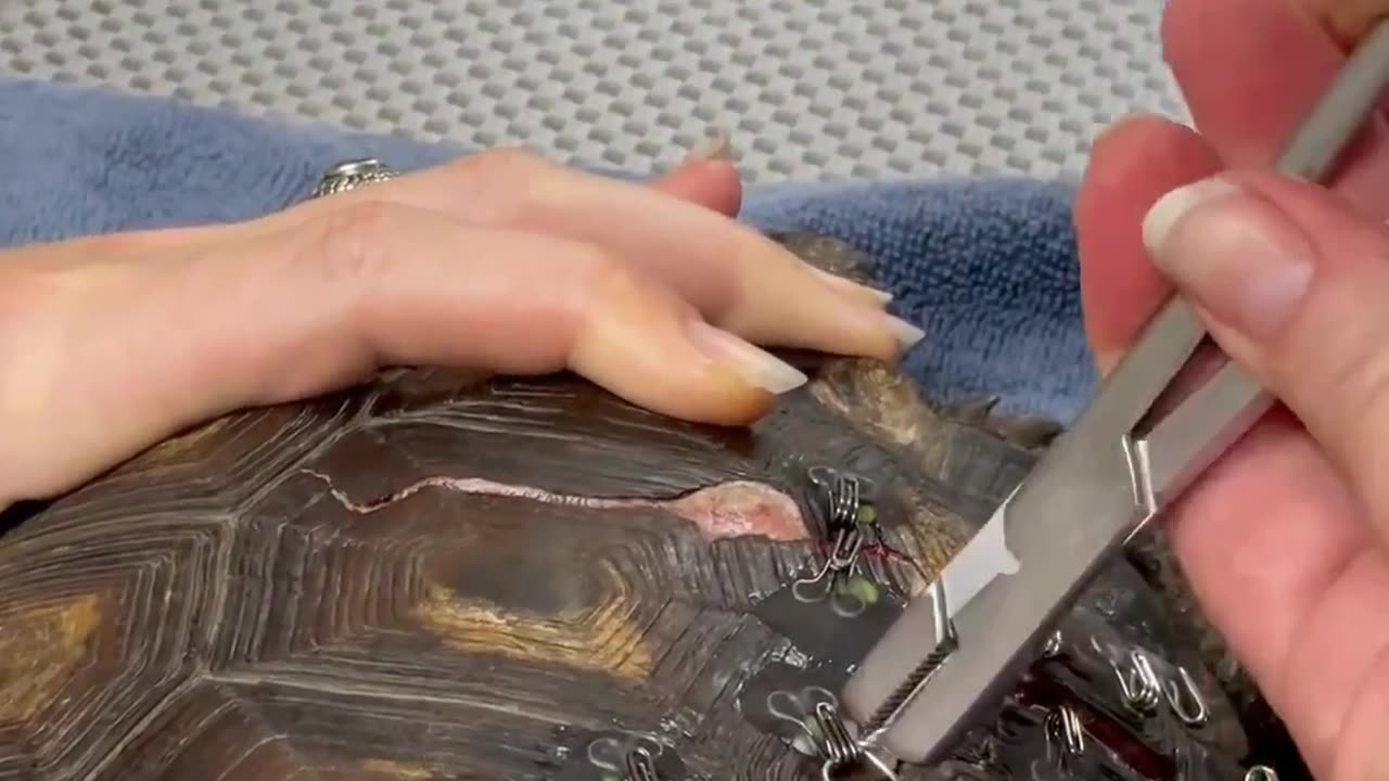 "A Heartwarming Encounter: Woman Assists Turtle with Damaged Shell"