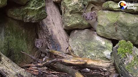 Tiny Baby Stoat Has The Best Reaction When She Meets Someone Like Her | The Dodo Little But Fierce