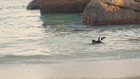 Penguins Wading into Sea