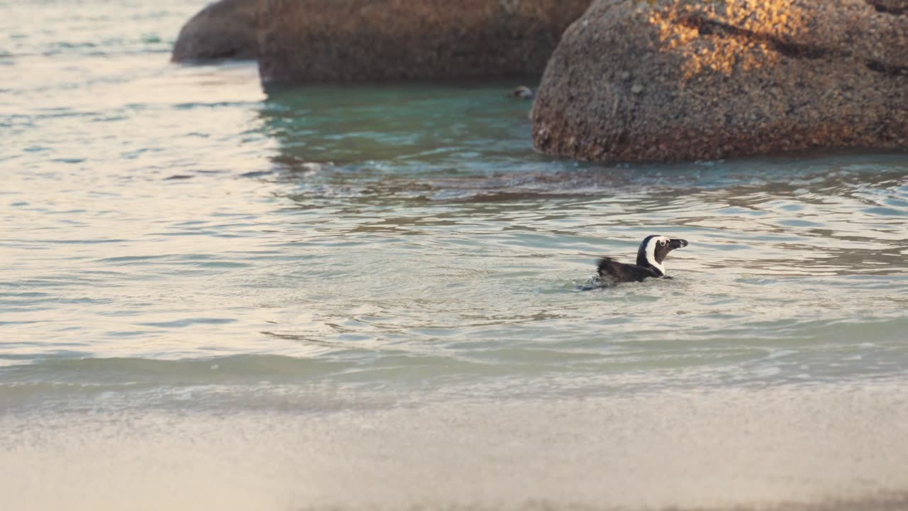 Penguins Wading into Sea