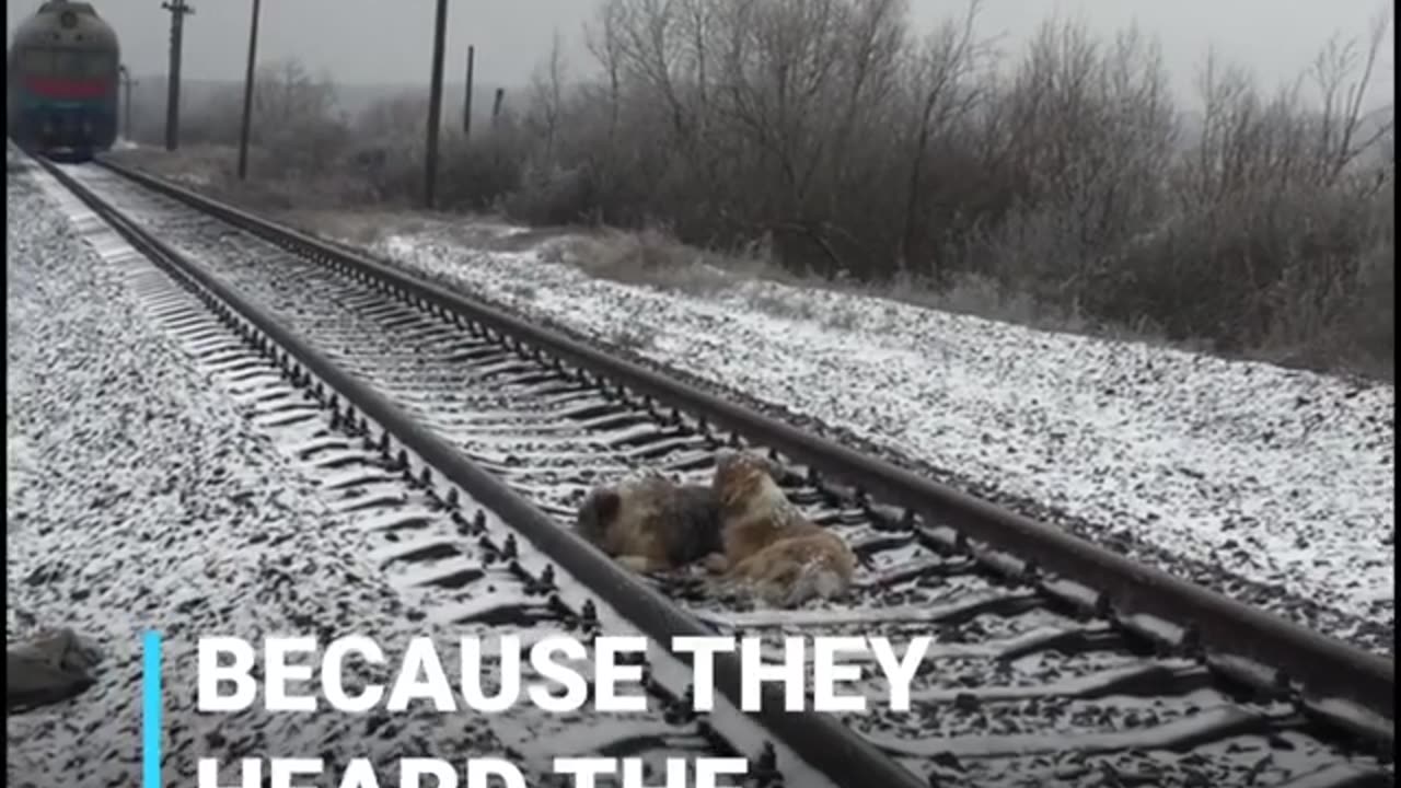 This dogs confronted a high speed train- very sad