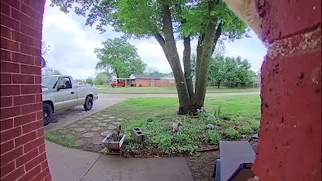 Cat Tries to Get Owner's Attention Through Doorbell Camera to Get Inside House