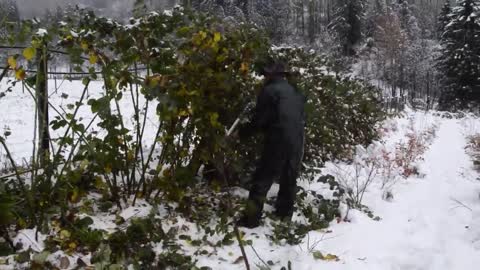 Nevicata di Novembre - Berry Farm e la potatura delle more sotto la neve !