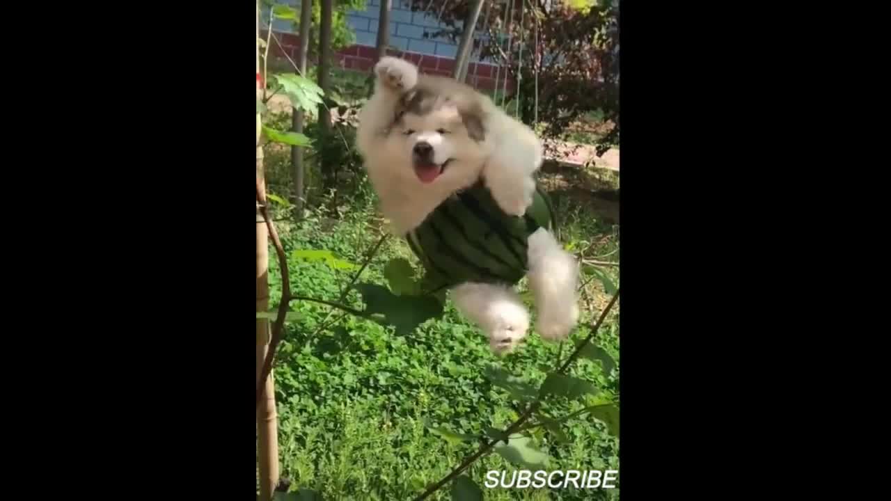 Cats and dogs funny situation - try not to laugh