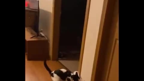 😹 You Definitely Laugh, Trust me 😱 - Funniest Cats Expression Video 😇 - Funny Cats Life