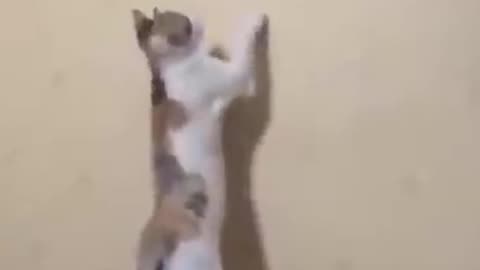 funny animals #shorts 11