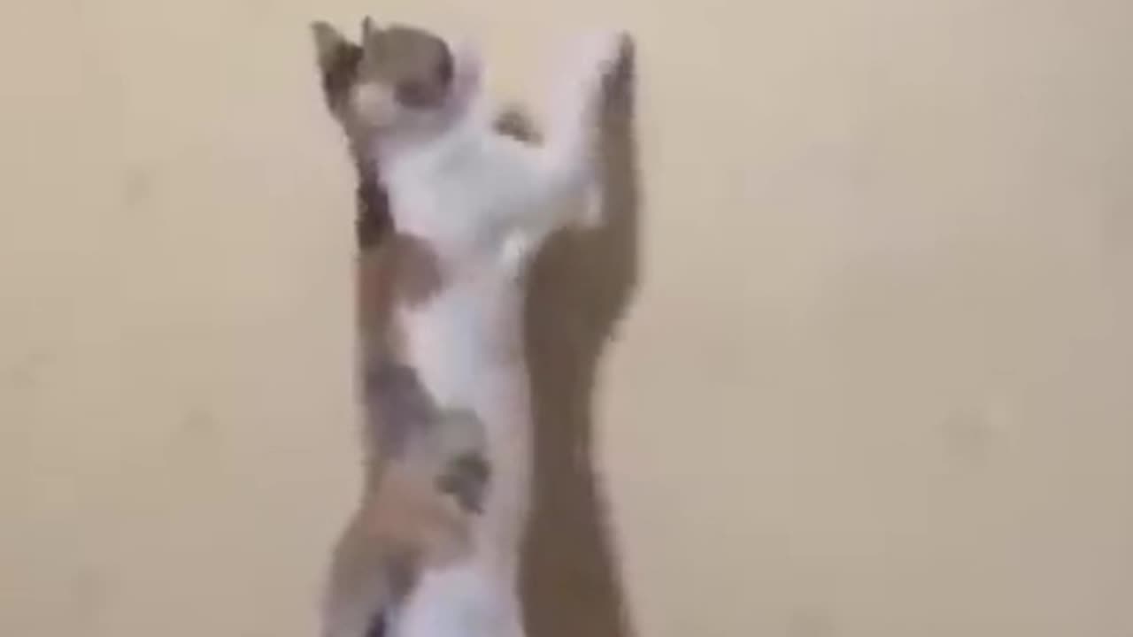 funny animals #shorts 11