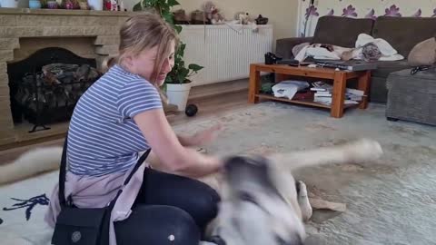 Kangal Greets His Owner