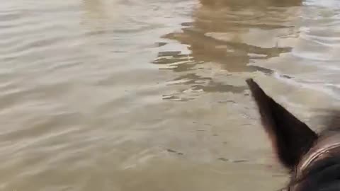 Horse Spooked by Water Bucks Rider Off