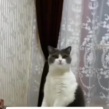 Unsettling Orange Cat