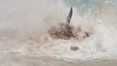 They thought it was a shark