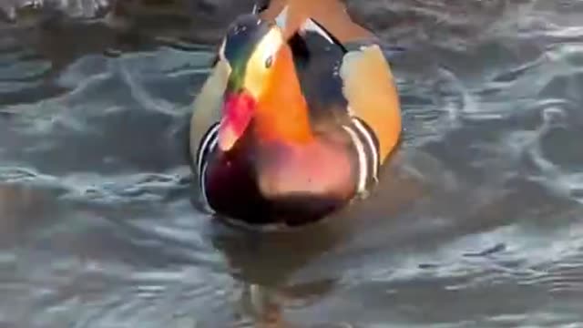 Aix galericulata seen as a symbol of love