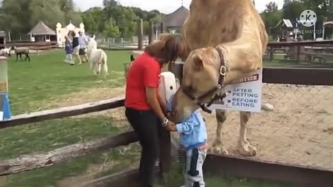 funny animal comp3