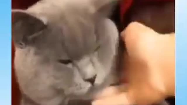 Cat funny video