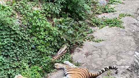 Oh lazy afternoon tiger