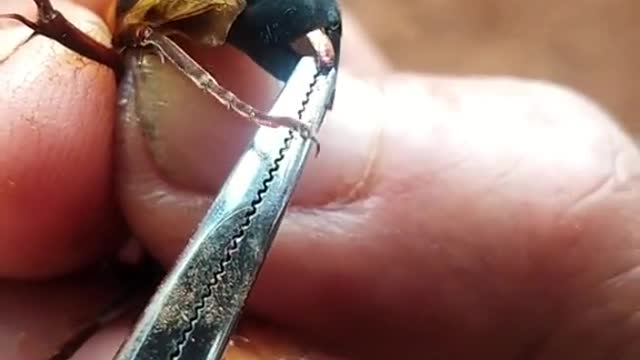 Satisfying Removal Video Bee