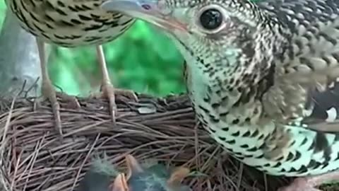 White's ground thrush