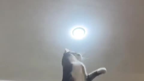 Electrician cat👀
