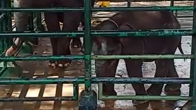 elephants at the Surabaya Zoo