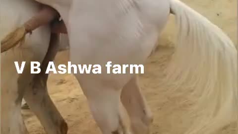 Animal funny video