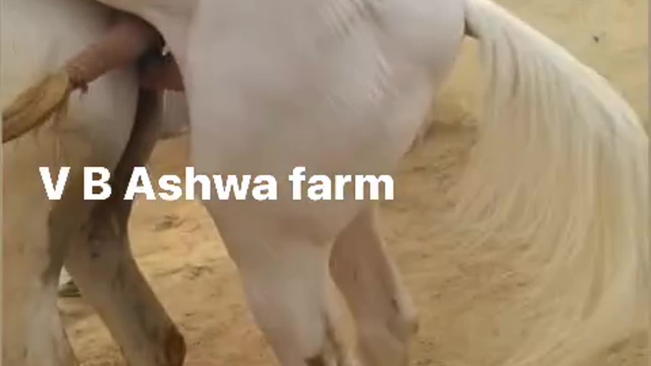 Animal funny video