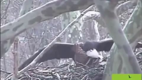 Hawk tried to raid an Eagles Nest 🙄😨🤦‍♂️