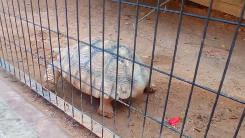 HUGE FAT TORTOISE TRYING TO ESCAPE AFTER TORTOISE STEALS HIS FOOD SPIKE GOES CRAZY-14