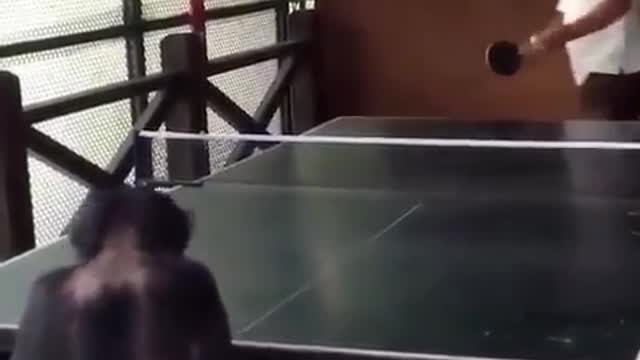 Table Tennis Competition between Man and orangutan