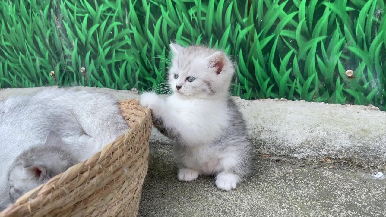 A daydreaming kitten