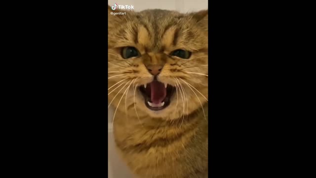 Funny cat video 2023😀😀funny video@Funnytwit.