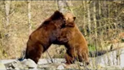 Animal Fight -- Two giant Brown 🐻🐻Bears Fighting #brownbear #shorts #shortvideo #animal