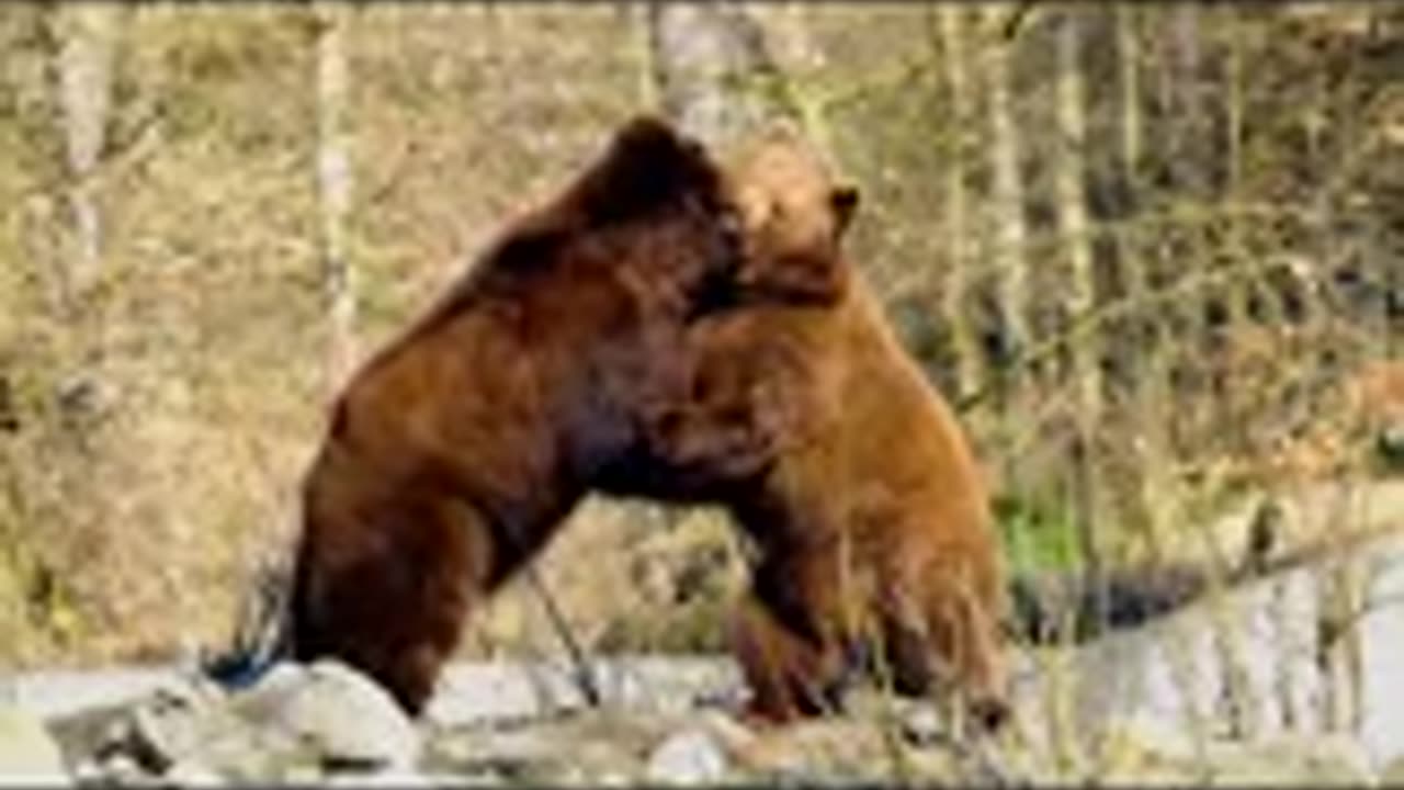 Animal Fight -- Two giant Brown 🐻🐻Bears Fighting #brownbear #shorts #shortvideo #animal