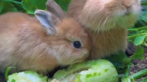 cute & funny squirrel 🐿️ 😍😩 #cuteanimals #funnyanimals
