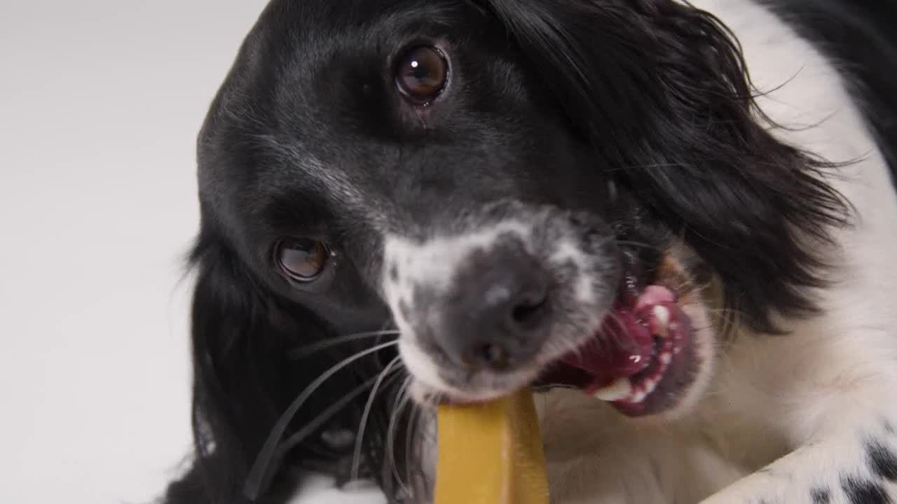 Close Up of Dog Eating Treat