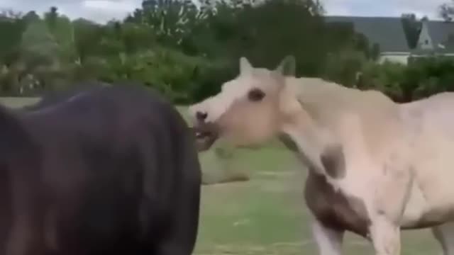 Funny and Cute Horses That Will Change Your Mood For Good