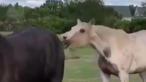 Funny and Cute Horses That Will Change Your Mood For Good