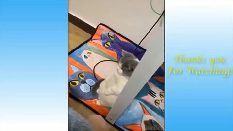 Funny Animals Videos